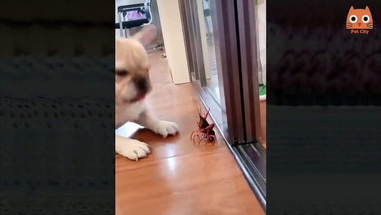 Videos muy divertidos de gatos y perros 3 - Very funny videos of cats and dogs 3