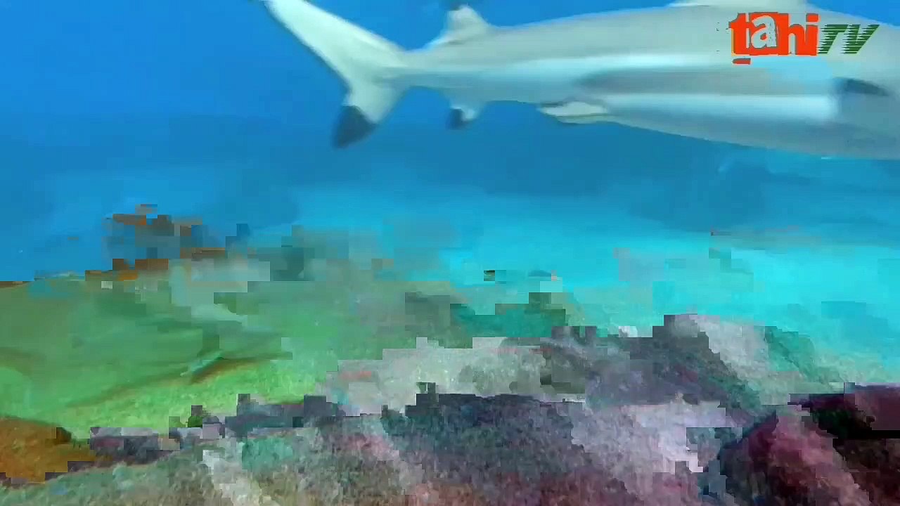 Mystery Of Megalodon Shark Urdu Hindi(New) | tahi tv