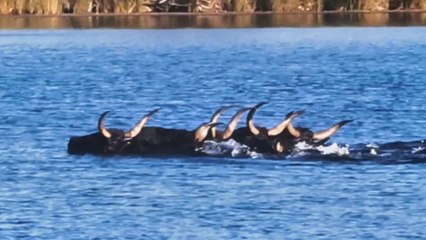 Saint-Laurent d'Aigouze : accueil d'une péniche et gaze de la manade Saint-Louis