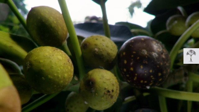 DEAd WasPs i8nside Figs