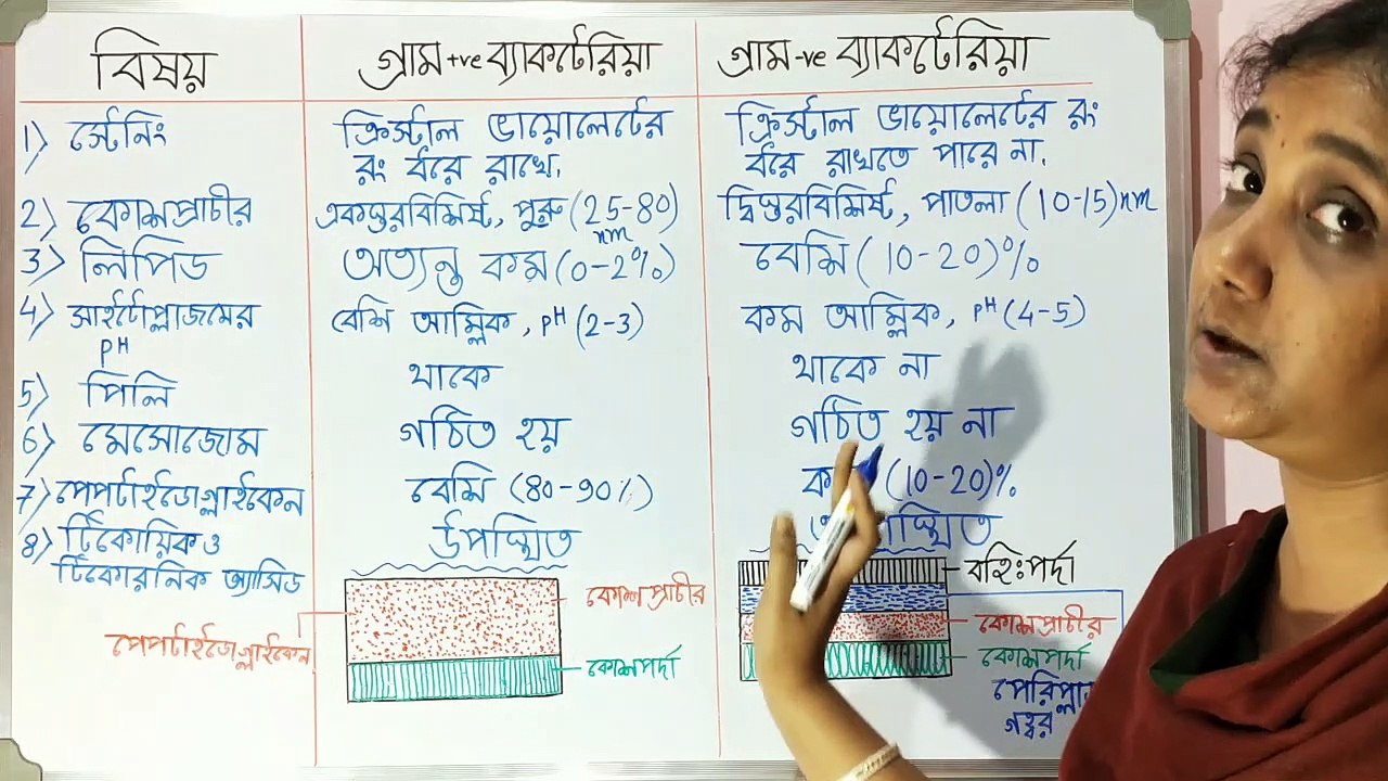 Gram Positive vs Gram Negative Bacteria | GRAM POSITIVE VS GRAM NEGATIVE BACTERIA | GRAM POSITIVE AND GRAM NEGATIVE BACTERIA |  Gram Positive And Gram Negative Bacteria | গ্রাম পজিটিভ ব্যাক্টেরিয়া ও গ্রাম নেগেটিভ ব্যাক্টেরিয়া | Gram staining