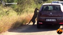 Un léopard se regarde dans le rétroviseur