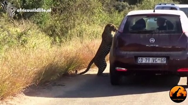 Un léopard se regarde dans le rétroviseur