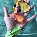 Feuilles ou insectes??? Incroyable