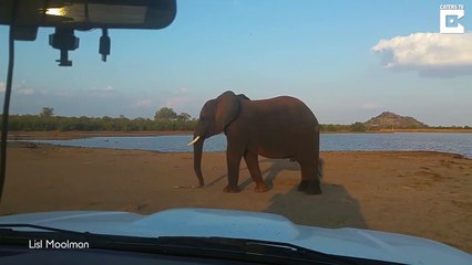 下载视频: Cet éléphant en colère jette des bouts de bois sur une voiture