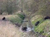 Une grande famille de sangliers traverse la rivière