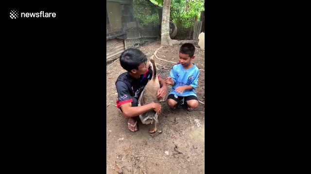Adorable moment affectionate goose gives hugs to boy after months apart during COVID-19 pandemic