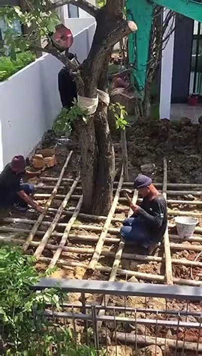 การปลูกไม้ใหญ่
