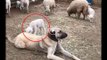 KUZULAR ve SiVAS KANGAL KOPEGi - SHEEP and ANATOLiAN SHEPHERD DOG KANGAL