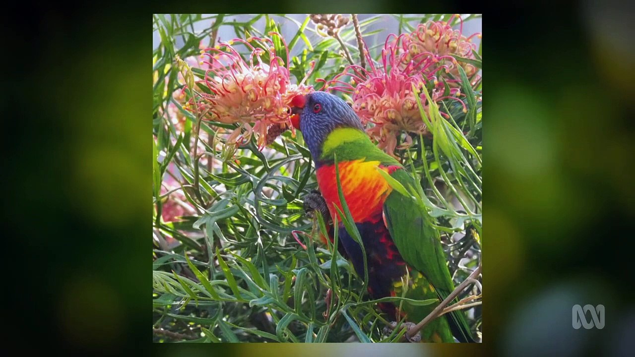 Gardening Australia episode 21 2020