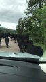 Cattle Traffic Jam in Montana