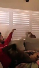 When Your Cat Is Stubborn And Rebellious