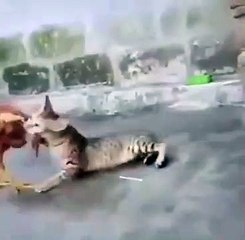 A Wrestling Match Between Cat And Chicken