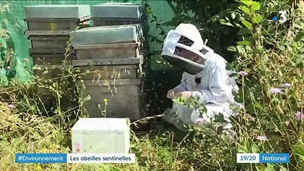 Charente-Maritime : quand des abeilles contrôlent la qualité de l'air