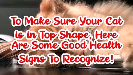 Healthy Cat : 10 Surprising Signs of a Healthy Cat