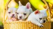 Great Love French Bulldog - Funny and Cute French Bulldog Compilation