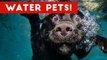 The Best Pet & Animal WATER FAILS & BLOOPERS of 2016 Weekly Compilation _ Funny Pet Videos