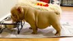Cutest French Bulldog - Funny and Cute French Bulldog Puppies _ Dogs Awesome
