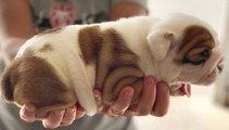 Top Cutest Dog Videos - Funny and Cute English Bulldog Compilation _ Bulldog Awesome