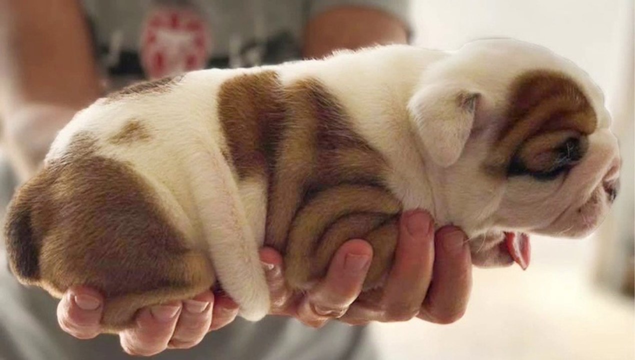 Top Cutest Dog Videos - Funny and Cute English Bulldog Compilation _ Bulldog Awesome