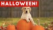 Funniest Cats & Dogs Wearing Halloween Costumes Blooper Compilation 2016 _ Funny Pet Videos