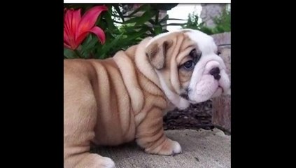 Best Of Cute English Bulldog Puppies Compilation _ Funny Bulldog Compilation _ Dog Awesome