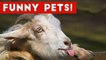 Funniest Pet & Animal Bloopers for the Month of October 2016, Week 1 _ Funny Pet Videos