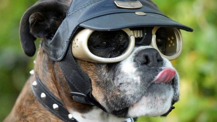 10 Dumb Inventions That Made Millions