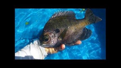 DIY HOMEMADE POOL Fish POND!!!