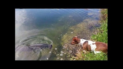 Dog Helps Catch Big Fish!