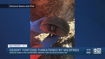 AZ Game and Fish: Desert tortoises threatened by wildfires