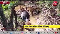 संजय टाइगर रिजर्व में बाघों ने किया शिकार, वीडियो हुआ वायरल