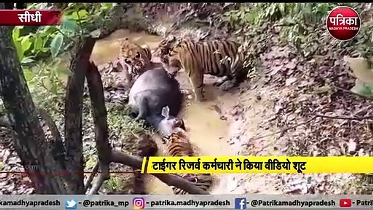 संजय टाइगर रिजर्व में बाघों ने किया शिकार, वीडि...