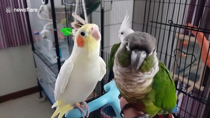 Three pet birds whistle like cute music band