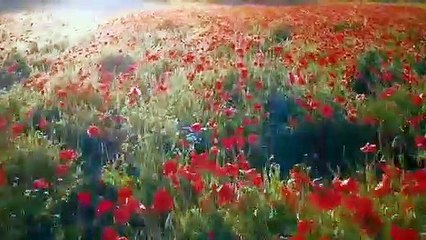 Relaxing Music For Deep Sleeping And Feel Heavenly Peace With Natural View | HMA|tv