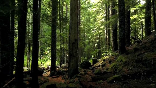 Relaxing Soothy Music with Birds Singing | Music for Sleep, Meditation, Calmness, Stress Relief, Study, Spa | Beautiful Piano & Guitar Music | Mood Changer