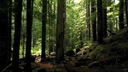 Relaxing Soothy Music with Birds Singing   | Music for Sleep, Meditation, Calmness, Stress Relief, Study, Spa | Beautiful Piano & Guitar Music | Mood Changer