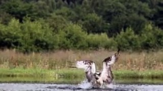 An_osprey_fishing_in_spectacular_super_slow_motion_-_Highlands_-_Scotland's_Wild_Heart