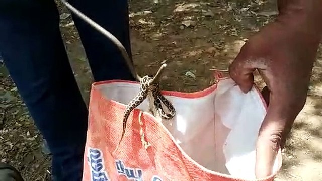 பாம்பு வந்துவிட்டது.. மீட்பு குழுவிற்கு அவசரமாக வந்த போன்.. சென்று பார்த்தால் ஷாக்.. கோவையில் பகீர்!