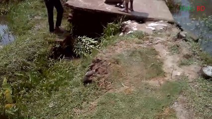 Traditional fishing By Bangladeshi Young Boy | Amazing Fish Trap | Catching Small Fish
