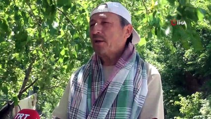 Giresunlu köylüler geleneksel yöntemlerle dut pekmezi  yapıyor