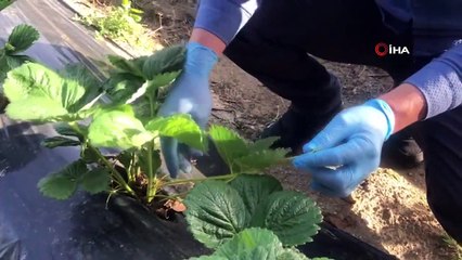 6 dönümlük tarlasında çilek üretiyor