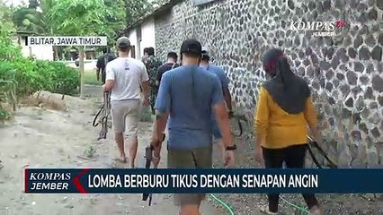 Ganggu Peternakan Bebek, Tikus Diburu Polisi dan Warga