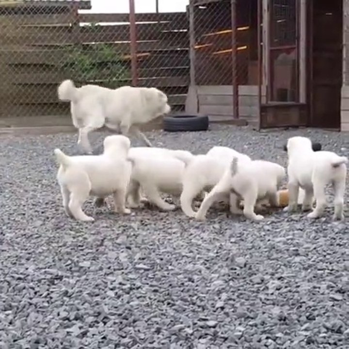 ALABAY COBAN KOPEGi YAVRULARI SABAH ANTREMANLARI - ALABAI SHEPHERD DOG PUPPiES EXERCiSES