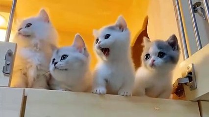cute  baby cat.........cats fun video