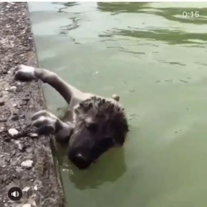 ANADOLU COBAN KOPEGi SABAH SPORUNDA - ANATOLiAN SHEPHERD DOG EXERCiSE MORNiNG