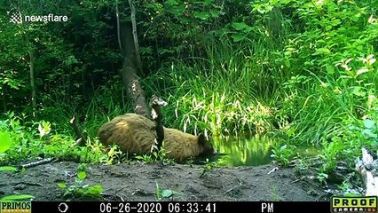 Adorable bear cub crashes into trail camera after cooling dip with mom
