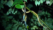 Cat Snake Ate Rufous Tree Pie Bird on Tree | The Tribe Goa Eco friendly Resort Goa