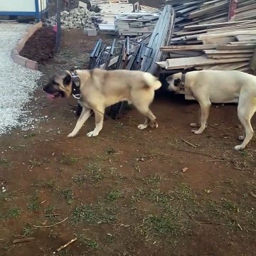 ANADOLU COBAN KOPEGi ve KANGAL KOPEGi BAHCE NOBETi - KANGAL DOG and ANATOLiAN SHEPHERD DOG
