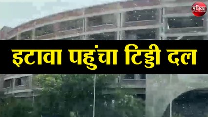 इटावा पहुंचा टिड्डी दल से मची अफरा तफरी